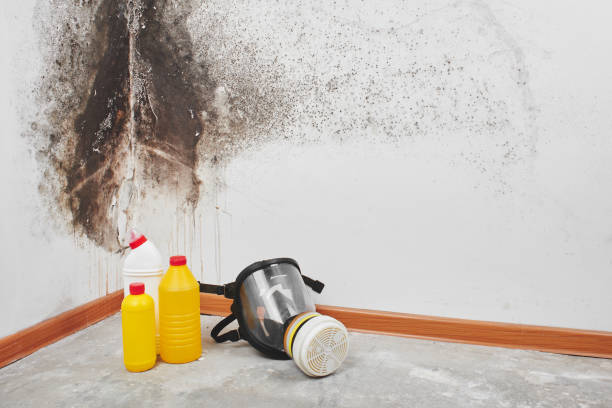 Best Kitchen Mold Remediation in Ludowici, GA