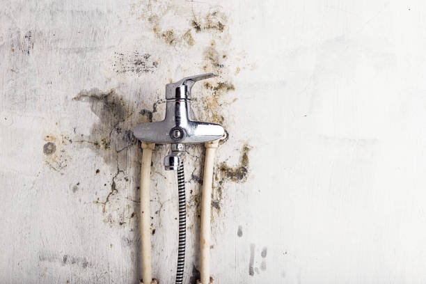 Best Preventive Mold Services in Ludowici, GA