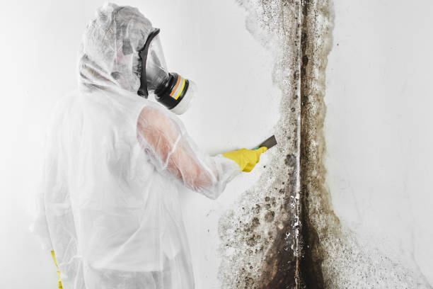 Best HVAC Mold Remediation in Ludowici, GA
