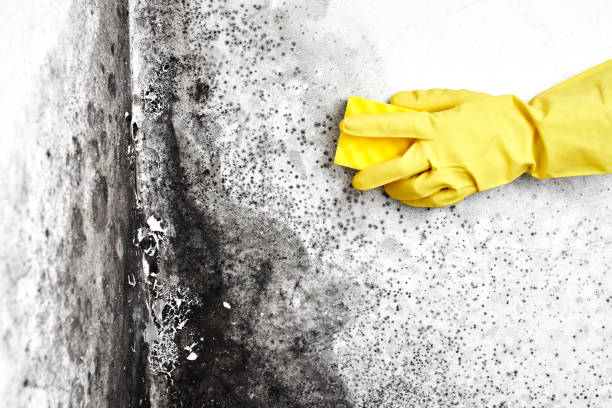 Best Bathroom Mold Remediation in Ludowici, GA