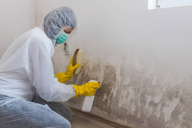 Best Health and Safety Mold Remediation in Ludowici, GA