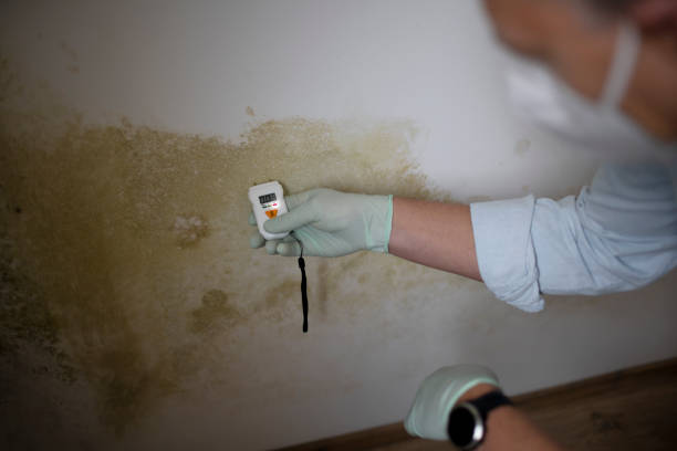 Best Residential Mold Remediation in Ludowici, GA
