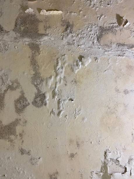 Best Emergency Mold Remediation in Ludowici, GA